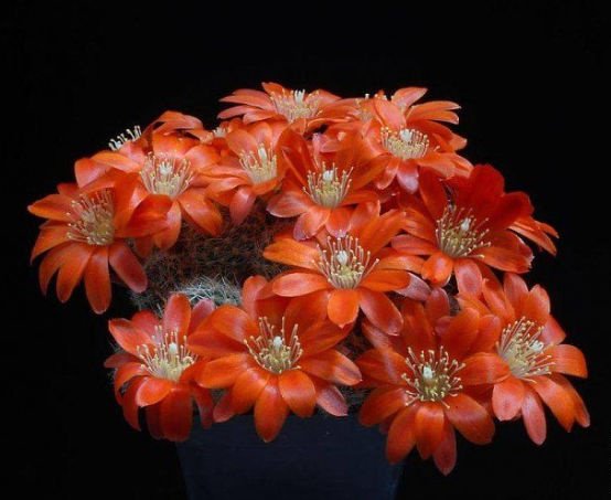 Кактусы№5 - кактусы, 8марта, цветы - оригинал