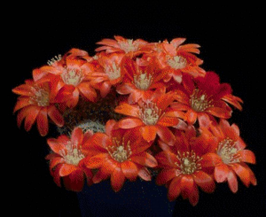 Кактусы№5 - кактусы, цветы, 8марта - предпросмотр