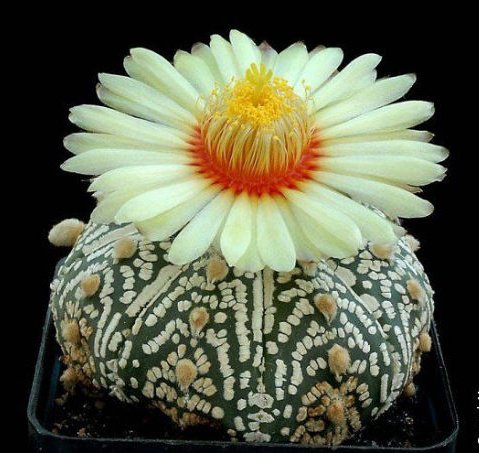 Кактусы№7 - цветы, 8марта, кактусы - оригинал