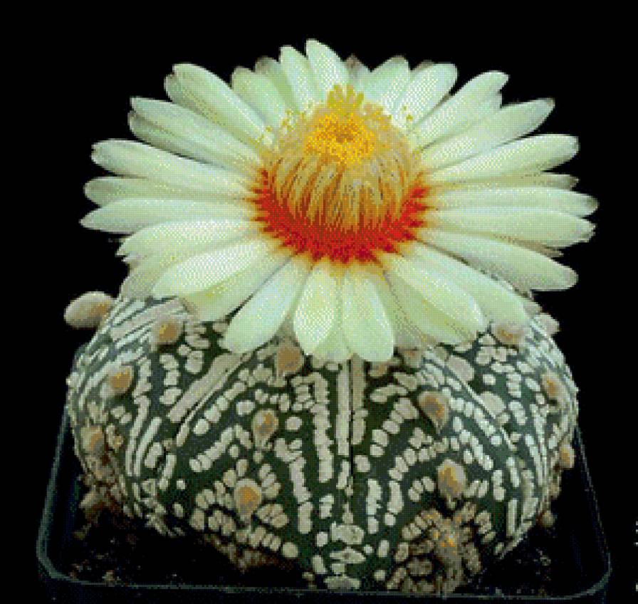 Кактусы№7 - цветы, кактусы, 8марта - предпросмотр