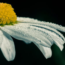 Схема вышивки «Ромашки»