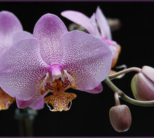 Схема вышивки «Орхидея»