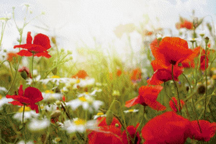 Полевые цветы - предпросмотр