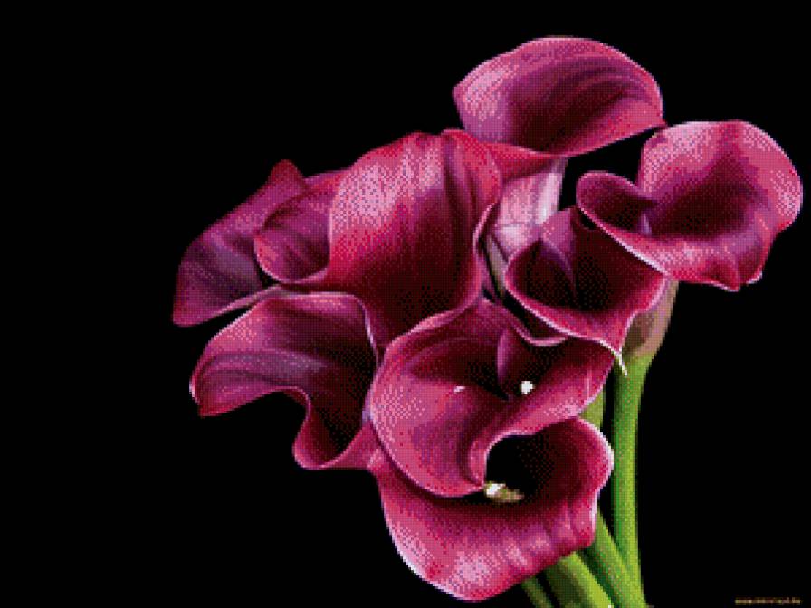 Каллы - цветы, каллы - предпросмотр