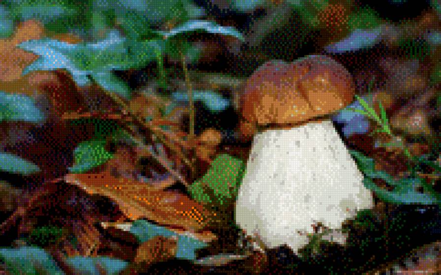 Грибочек - природа, грибы - предпросмотр