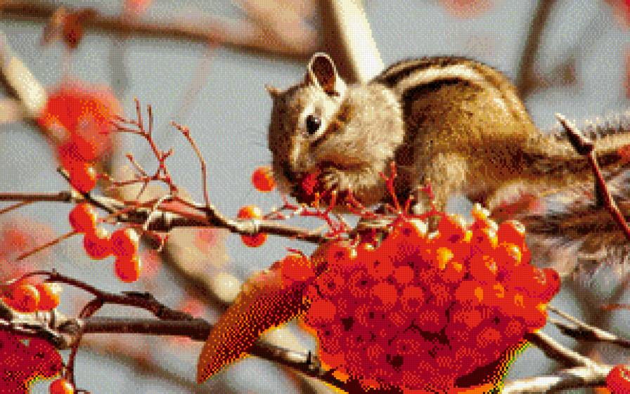 Бурундук на рябине - забавные животные, природа - предпросмотр