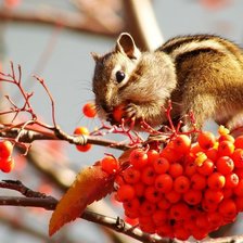Схема вышивки «Бурундук на рябине»