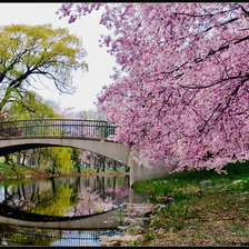 Схема вышивки «цветущая весна»