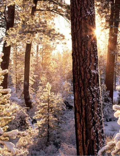 лес - природа, зима, лес - оригинал
