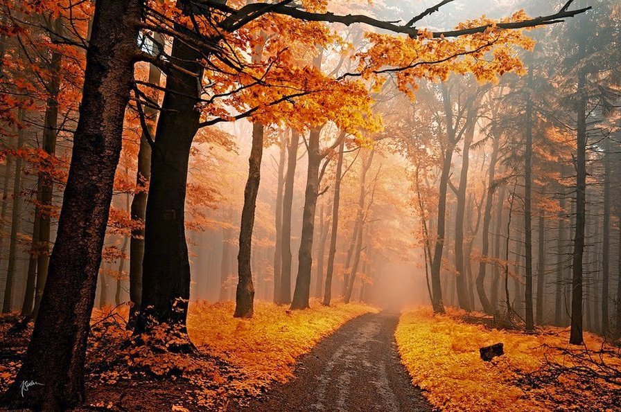 Дорога в осень. - лес, дорога, тайна, рыжий, осень - оригинал