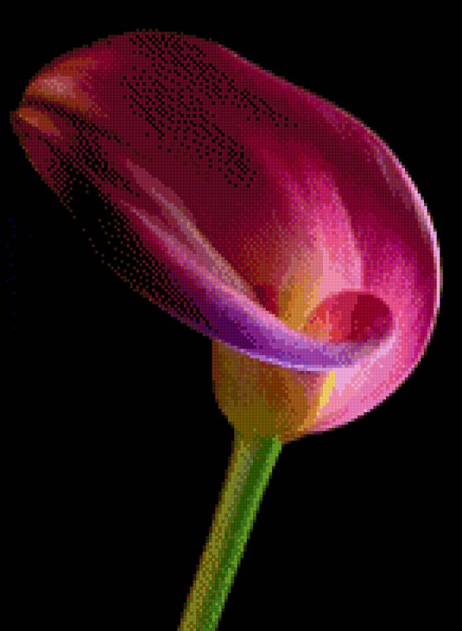 Калла - цветы - предпросмотр