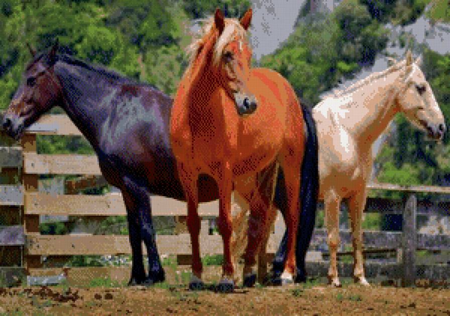 тройка - кони, лошадь, животные, лошадка, лошади - предпросмотр