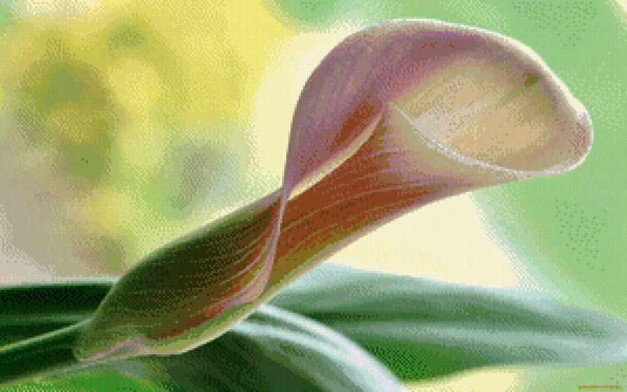 Калла - цветы, каллы - предпросмотр