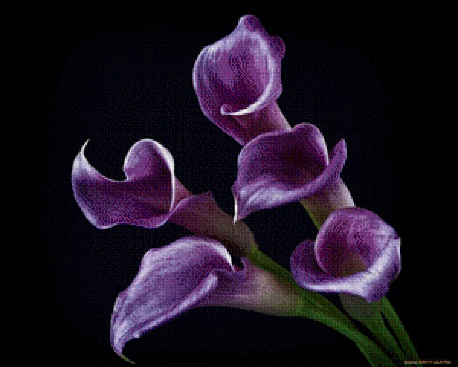 Каллы - каллы, цветы - предпросмотр