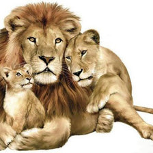 Схема вышивки «семейка льва»