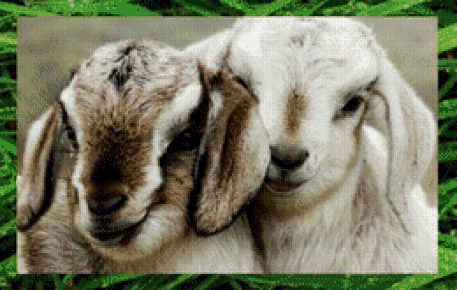 овечки - животные, овечки, фэн-шуй, символ года - предпросмотр