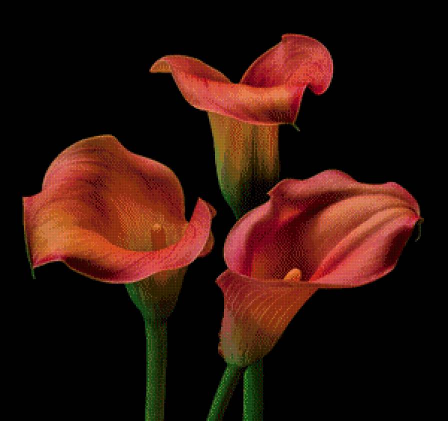 Каллы - каллы, цветы - предпросмотр