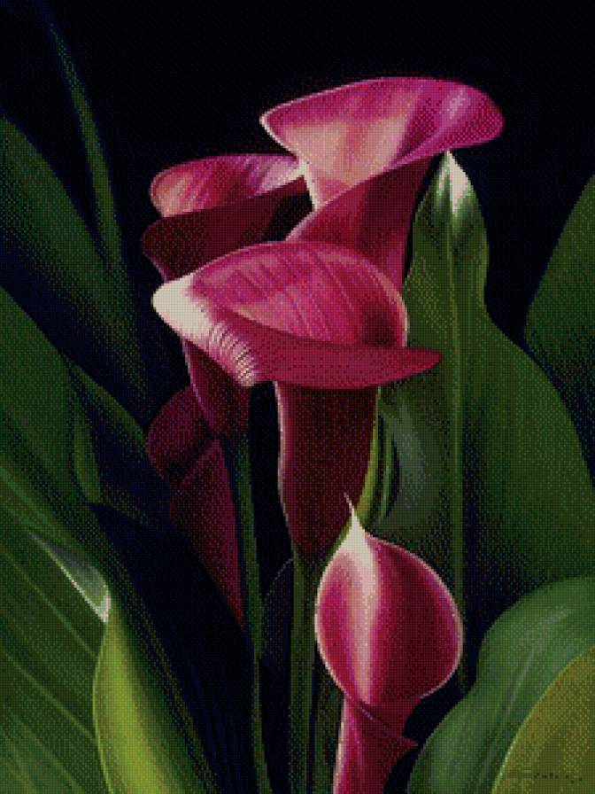 Каллы - цветы, каллы - предпросмотр