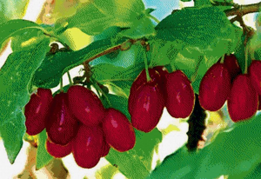 Кизил - фрукты.кухня, ягоды - предпросмотр