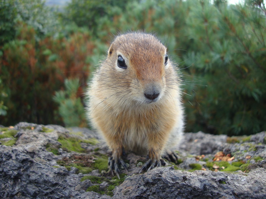 Евражка - зверь, суслик, животные - оригинал