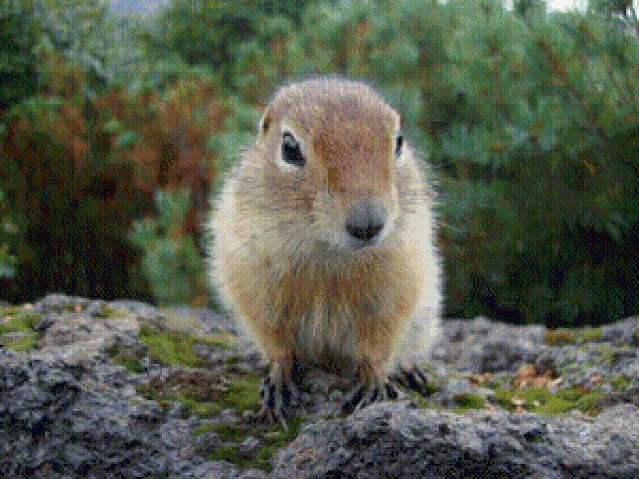 Евражка - суслик, зверь, животные - предпросмотр