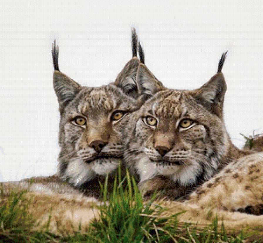 Животный мир - предпросмотр