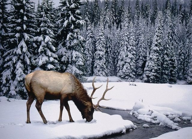 Животный мир - оригинал