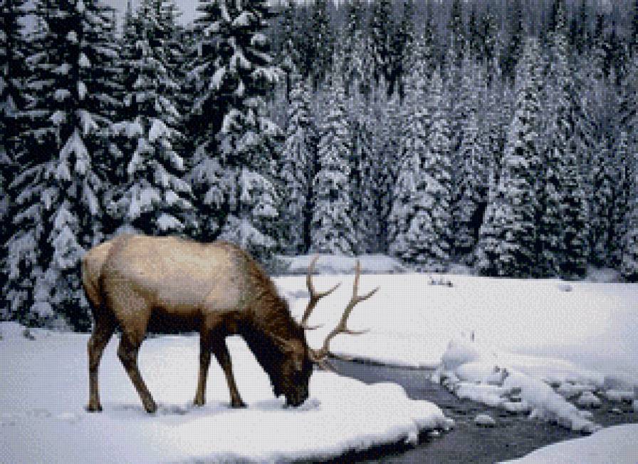 Животный мир - предпросмотр