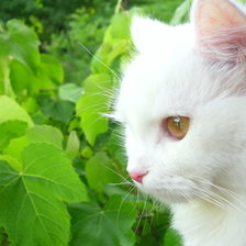 Схема вышивки «Кошка в виноградных листьях»