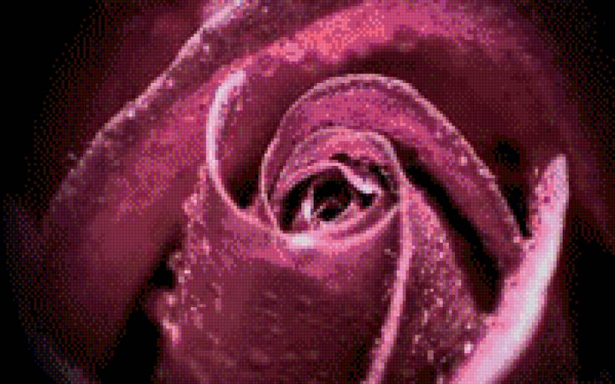 роза - цветы - предпросмотр