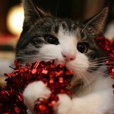 кот и мишура