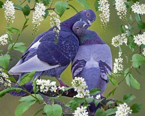 голуби - птицы - оригинал