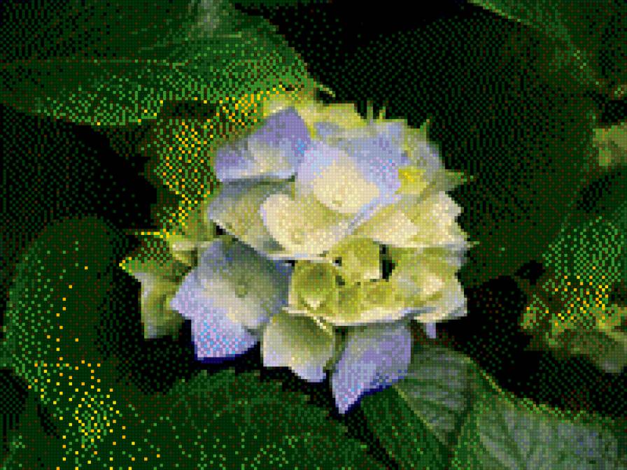 Гортензия - цветы, красота, природа - предпросмотр