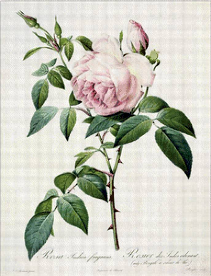 №772894 - розы, цветы - предпросмотр