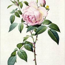 Схема вышивки «№772894»