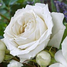 Схема вышивки «№773161»