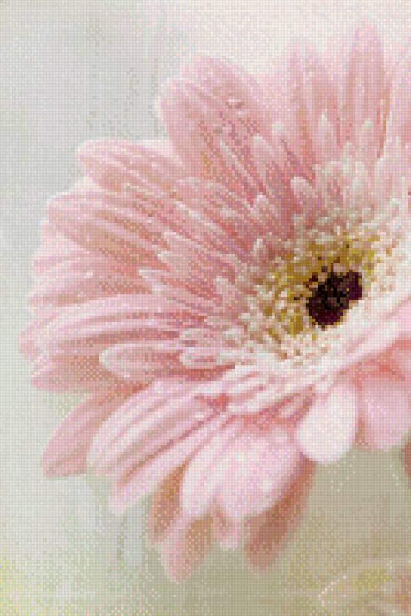 №773226 - цветы, герберы - предпросмотр