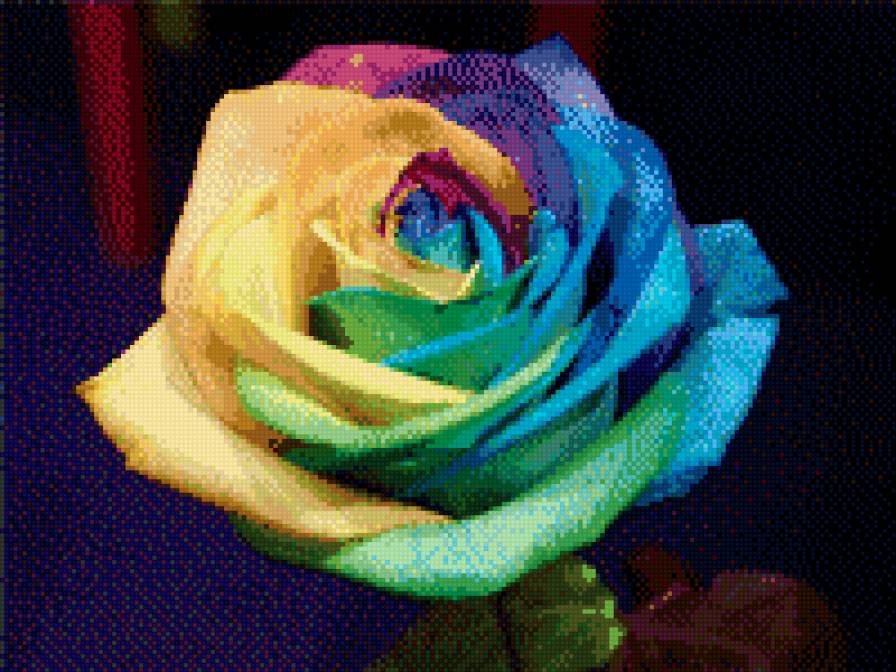 Цветная роза - предпросмотр