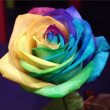 Цветная роза