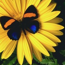 Схема вышивки «бабочка»