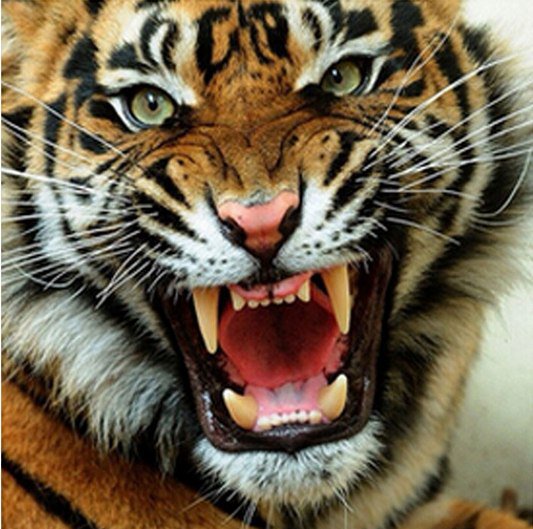 Тигр - тигры, животные - оригинал