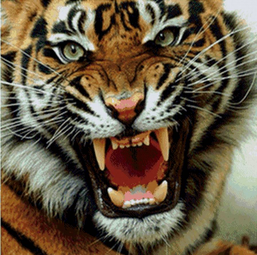 Тигр - тигры, животные - предпросмотр