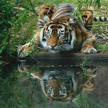 Схема вышивки «Тигр»