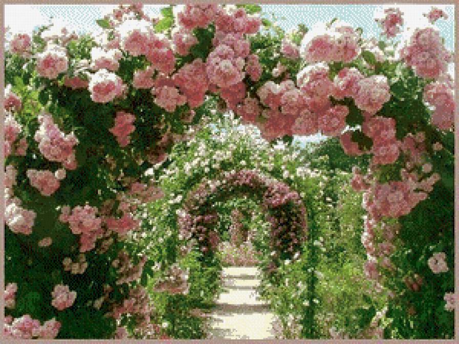 Розовые врата - розы - предпросмотр