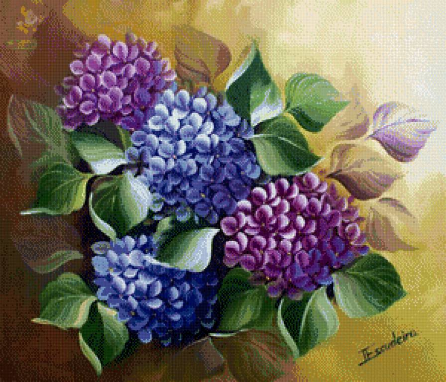 гортензии - цветы.гортензии - предпросмотр