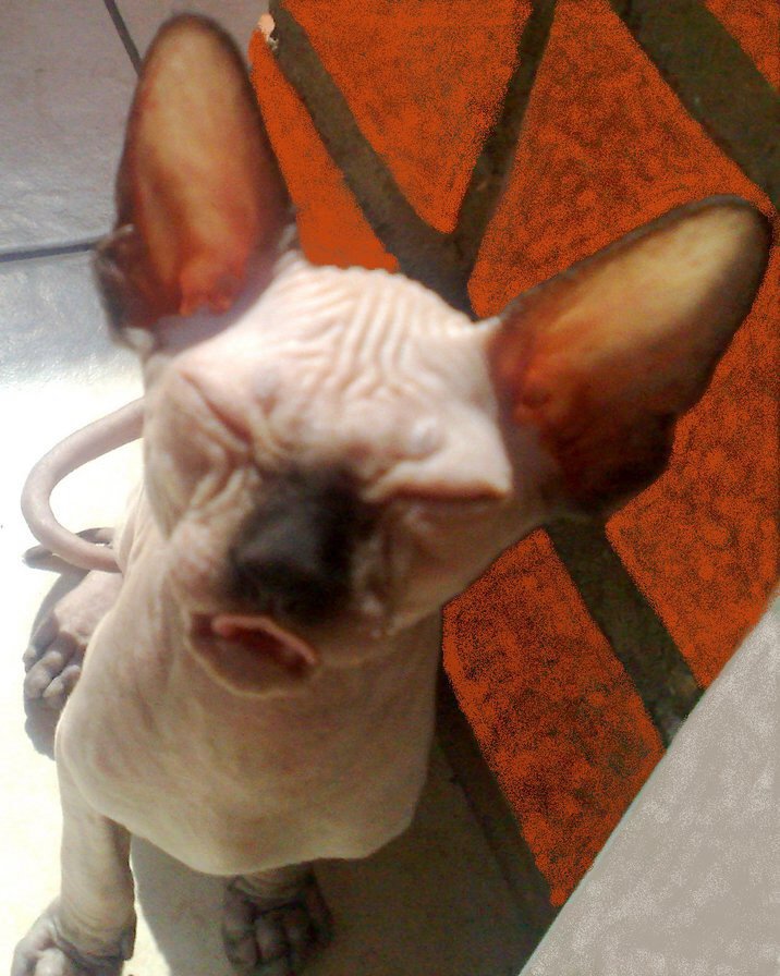 Лепа - оригинал