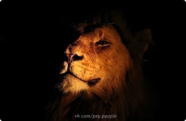 лев - животные - оригинал