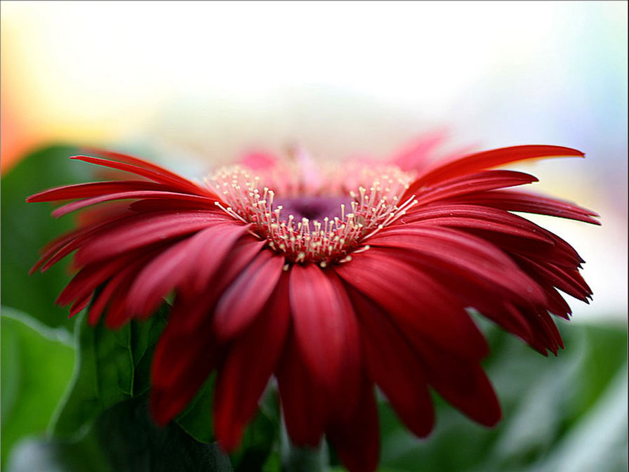 гербера - гербера, цветы - оригинал