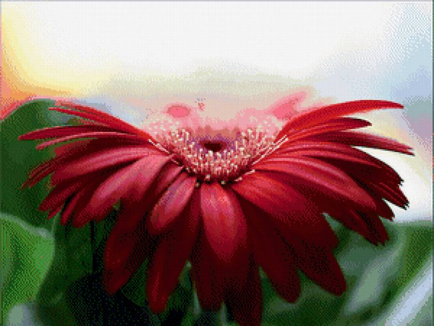 гербера - цветы, гербера - предпросмотр