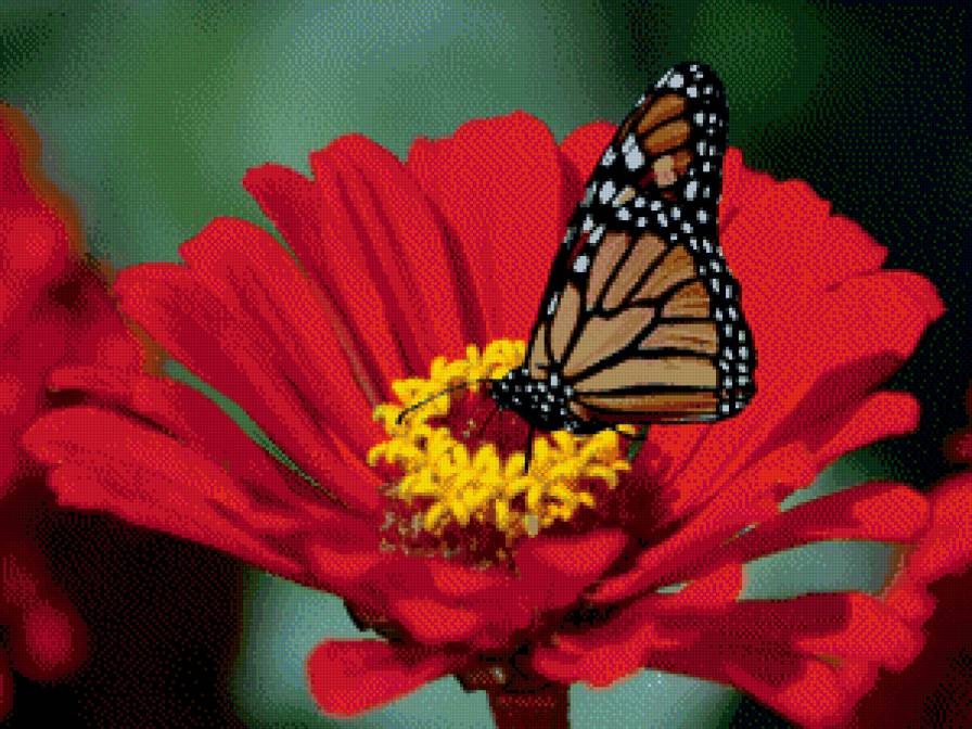 бабочка на цветке - бабочка, природа, цветы - предпросмотр
